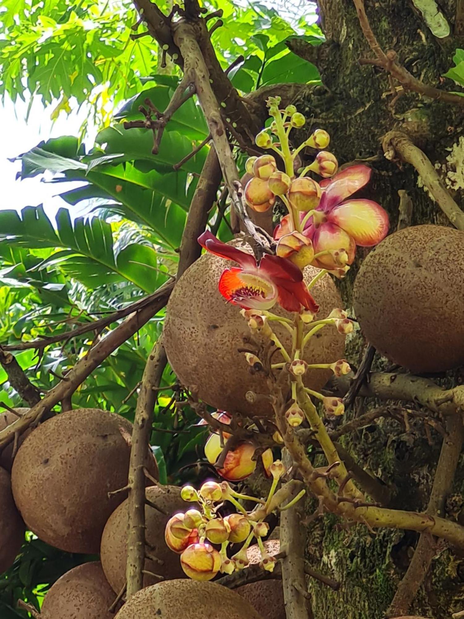 Les Gites Kajou Bouillante Ngoại thất bức ảnh